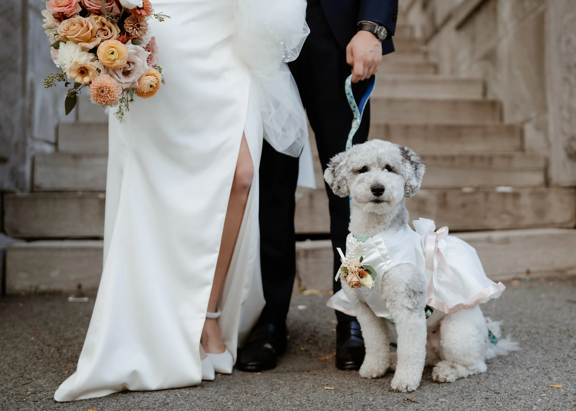 Dog Wedding Concierge