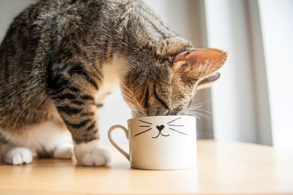 Cat with mug