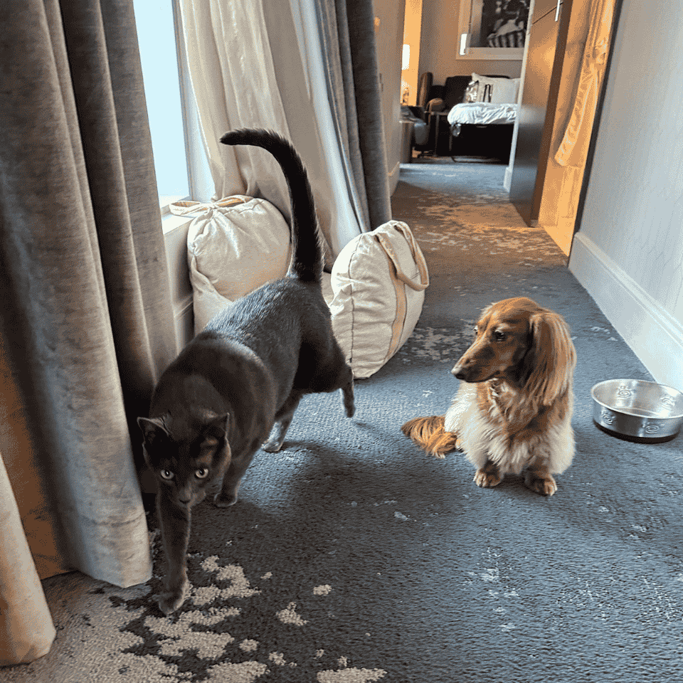 In-Home Pet Sitting vs. Boarding: What's Best for Your Pet?