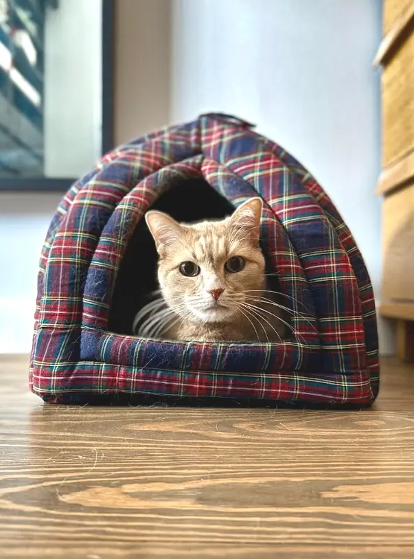 Cat Sitting & In-Home Care
